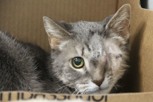 Adopt a friend: Wilma